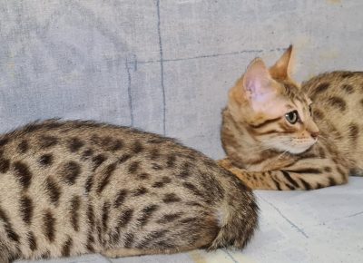 12172372433185463648610234419245900343797173omásolata(2)másolata1604846874