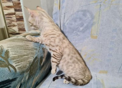 12177520433185471948609404064582257480143708nmásolata1604846874