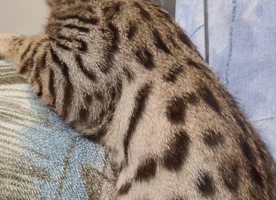 12177777133185450948611503129341685877613861omásolata1604846875