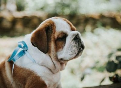 1Aleksandar1605703846