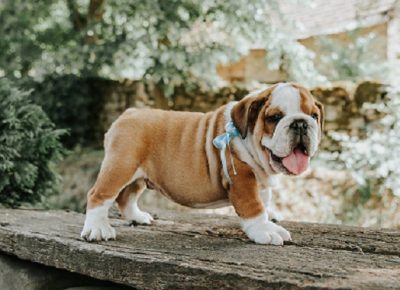 2Aleksandar1605703850