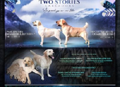 2Zutilabradori1605724062