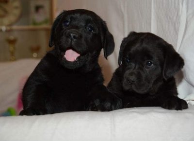 2crnilabrador1605088944