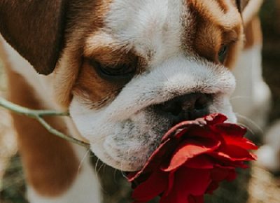 3Aleksandar1605703855