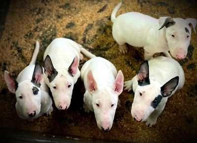 BULLLTERRR71605789315