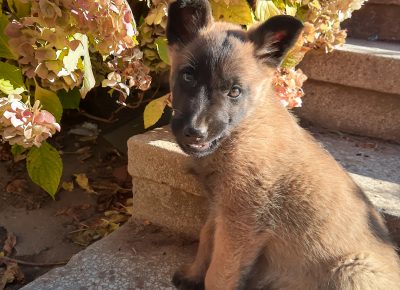 IMG20201119132140867HDR1606744994