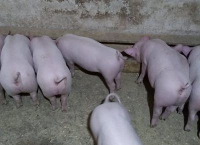 IMG84265a8c67a42df9c8b1395e74349e80V1604429909