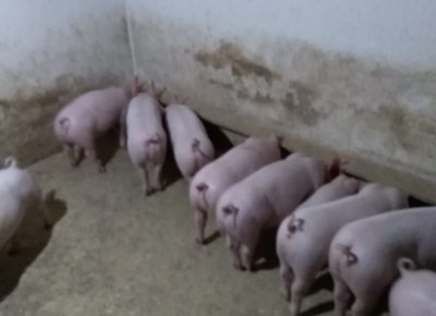 IMGbc68e7f78be2a776f0968ae205e39cc7V1604429915