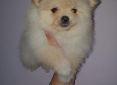 Svetlanaboo21606331470