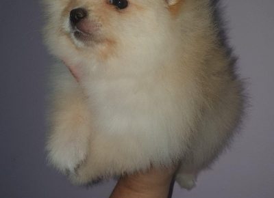 Svetlanaboo31606331469