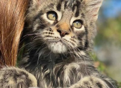 Temerinmaca51604428791