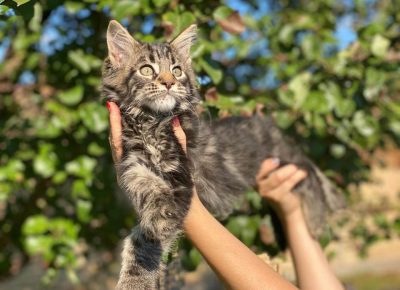 Temerinmacagl111604428790