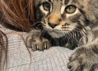 Temerinmace11604428789