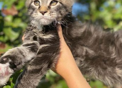 Temerinmacegl1604428790