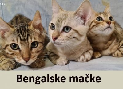 bengalskemacke55851másolata1604846859