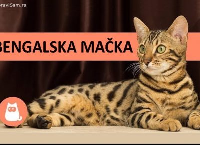 bengalskemacke558531604846859