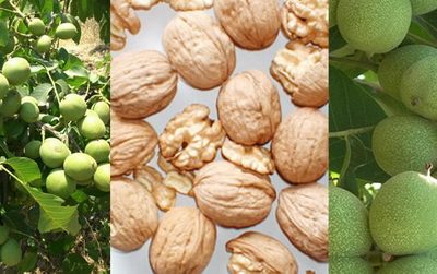 chandlerorah1604847108