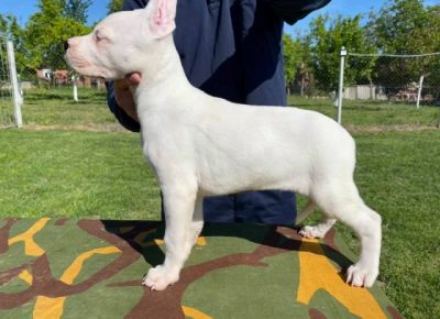 dogoargentino011605116868