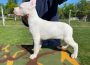 dogoargentino011605116868