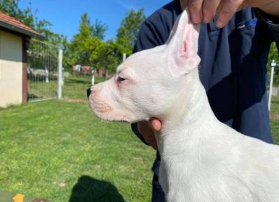 dogoargentino021605116870