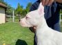 dogoargentino021605116870