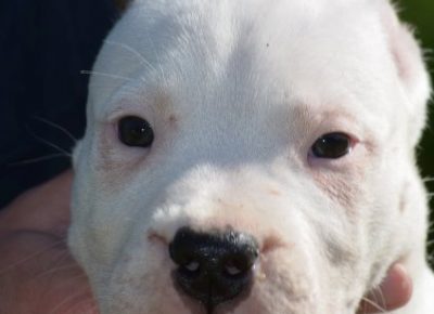 dogoargentino031605116869