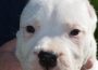 dogoargentino031605116869