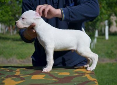 dogoargentino051605116869