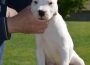 dogoargentino061605116870