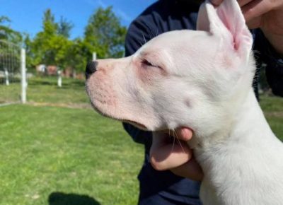 dogoargentino071605116867