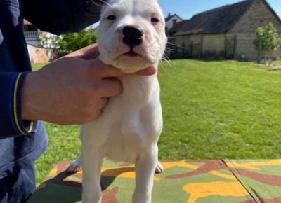 dogoargentino081605116869