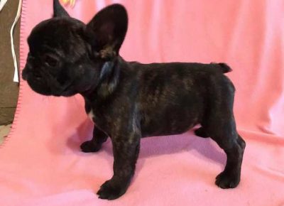 francuskibuldog011604447923