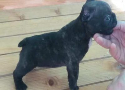 francuskibuldog021604447924