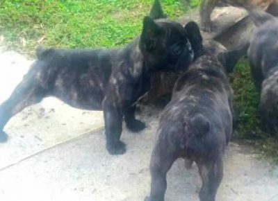 francuskibuldog041604447926