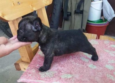 francuskibuldog051604447924