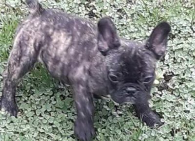 francuskibuldog101604447925