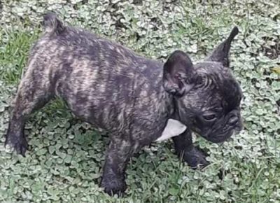 francuskibuldog111604447925