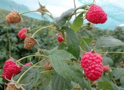 originalslikaSadnicestalnoradjajucemalinePOLANA1422334171605299434