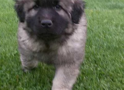 sarplaninci01(5)1604860376