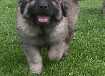 sarplaninci04(4)1604860375