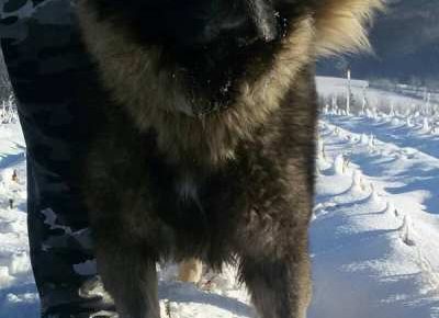 sarplaninci05(4)1604860377