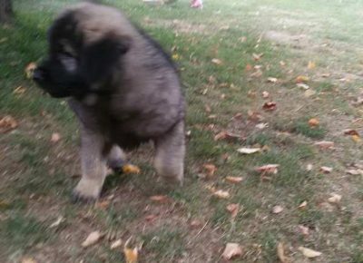 sarplaninci06(4)1604860376