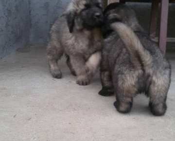 sarplaninci071605706016