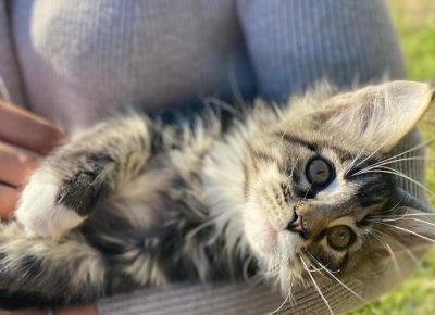 temerinmaca31604428791