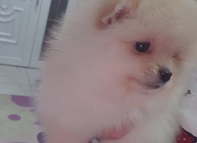 vetlanaboo11606331469