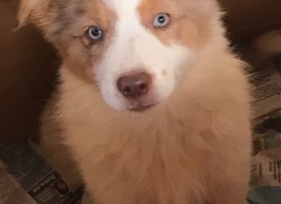 viberimage202011130145081605298312