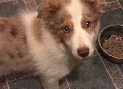 viberimage202011130149461605298311