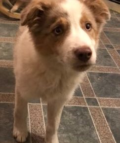 viberimage202011130149471605298310