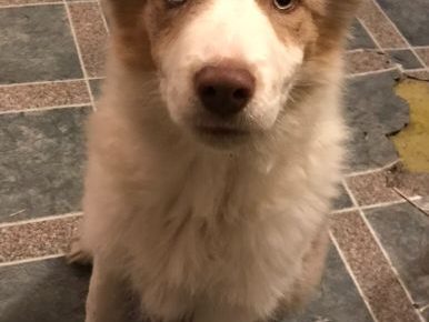 viberimage202011130149481605298311