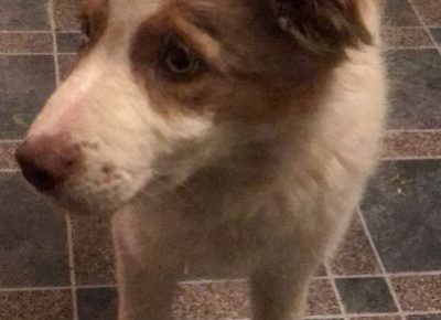 viberimage202011130149491605298312